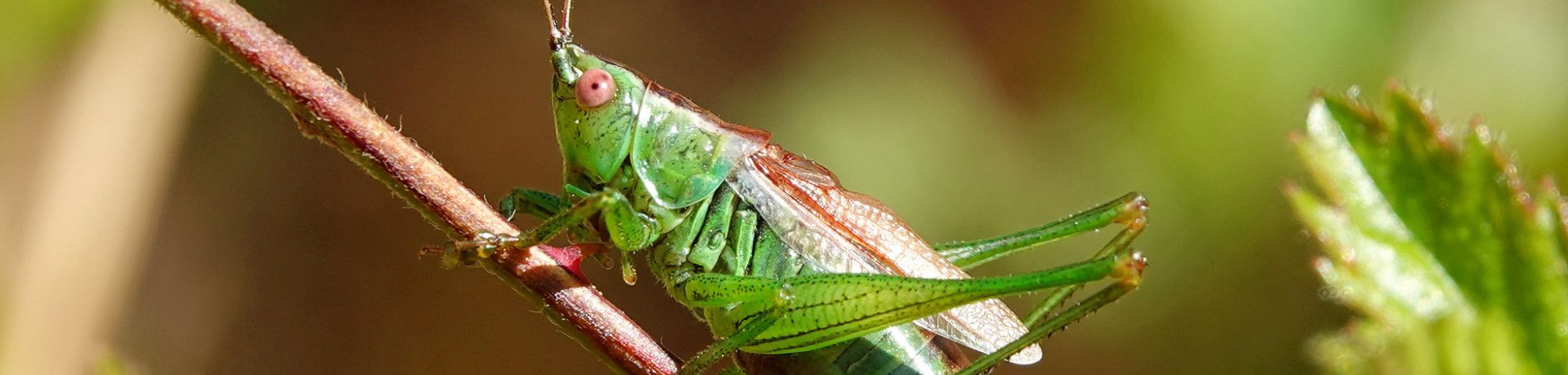 Kurzflügelige Schwertschrecke, (c) Jens Winter/NABU-naturgucker.de