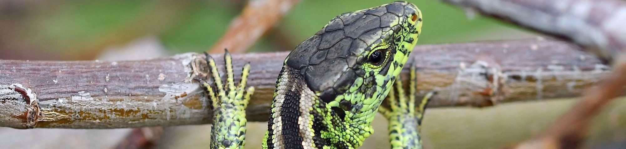 Zauneidechse (Lacerta agilis), (c) Ralph Bergs/NABU-naturgucker.de