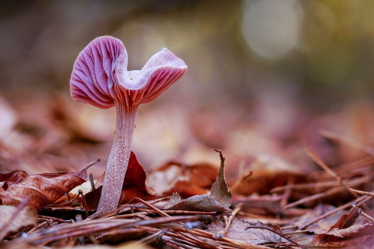 Amethystblättriger Lacktrichterling (Laccaria amethystina), (c) Thomas Arnold/NABU-naturgucker.de