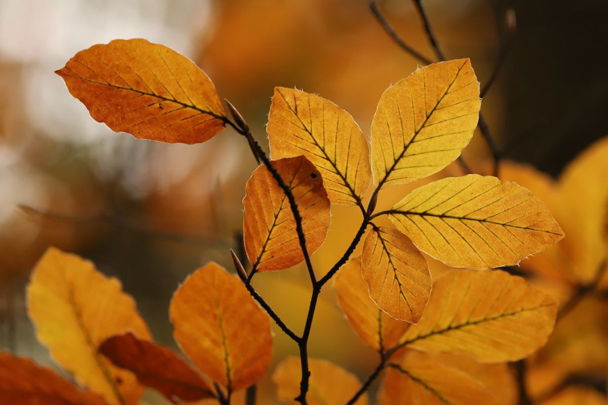 Rot-Buche (Fagus sylvatica), (c) Frank Beisheim/NABU-naturgucker.de