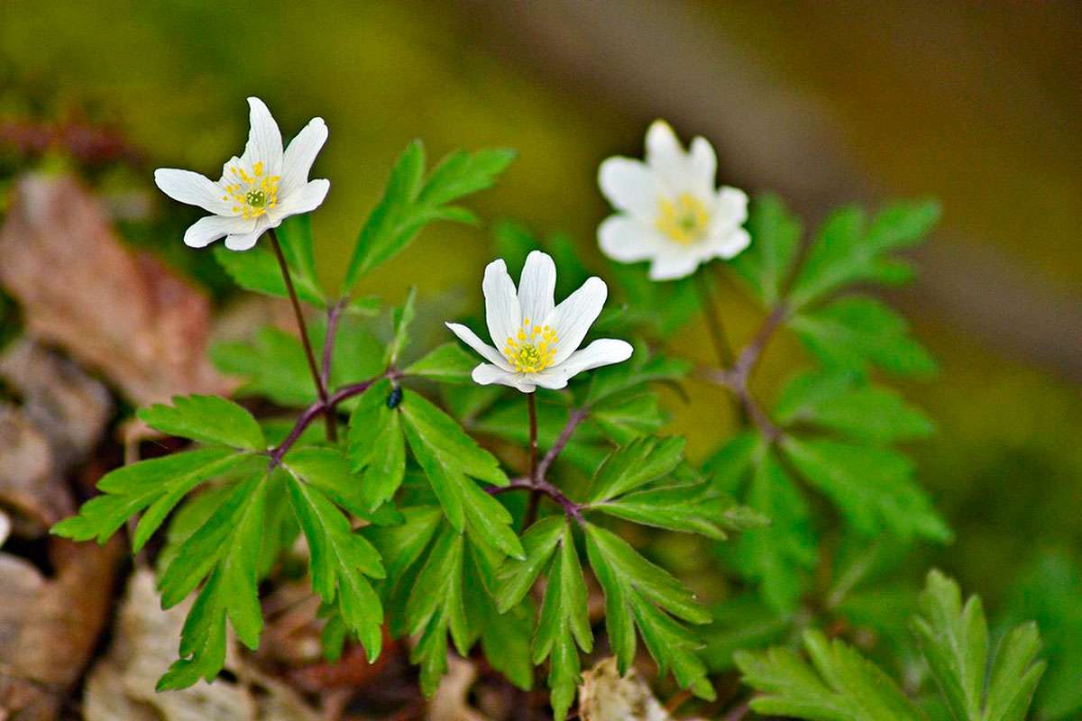 Buschwindröschen (Anemone nemorosa), (c) Andreas Schmidt/NABU-naturgucker.de