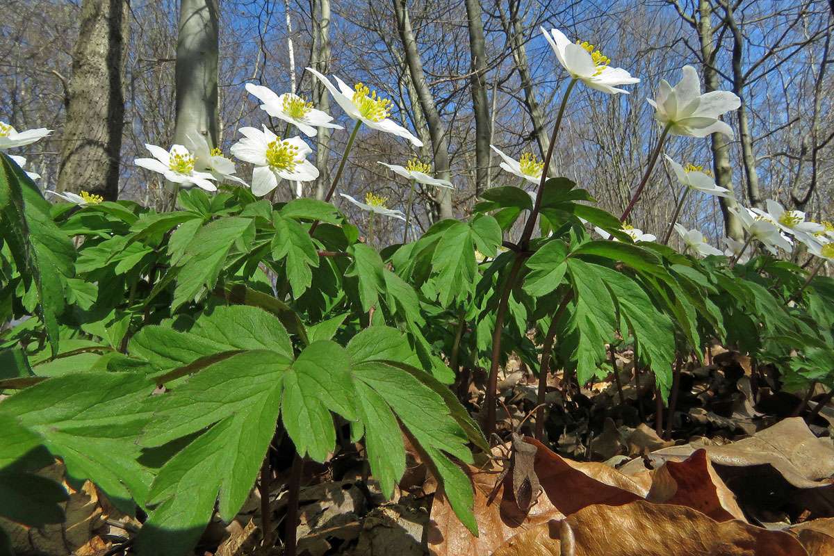 Buschwindröschen (Anemone nemorosa), (c) Gerwin Bärecke/NABU-naturgucker.de