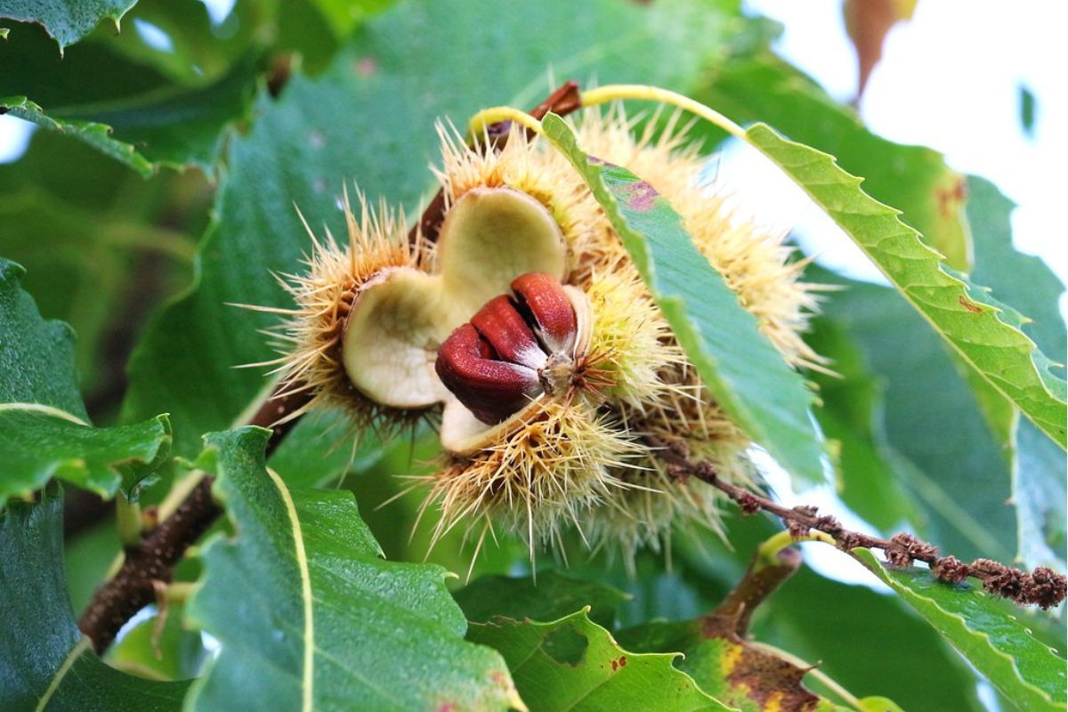 Edelkastanie (Castanea sativa), (c) Angelika und Rüttger Schrörs/NABU-naturgucker.de