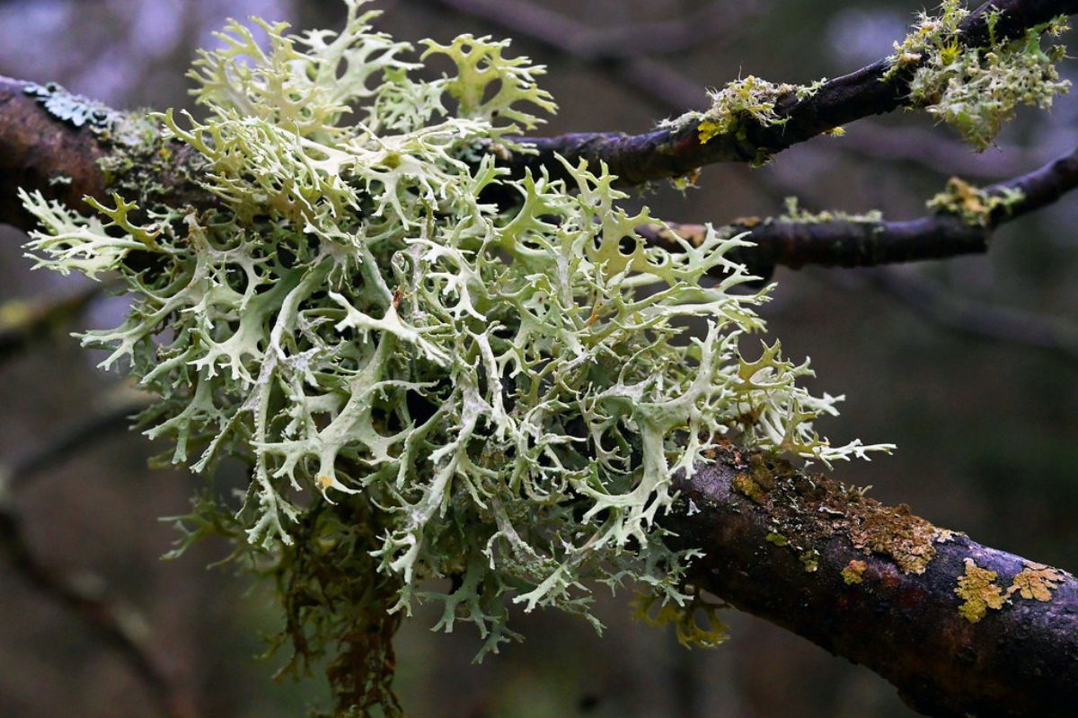 Eichenmoos (Evernia prunastri), (c) Hans Schwarting/NABU-naturgucker.de