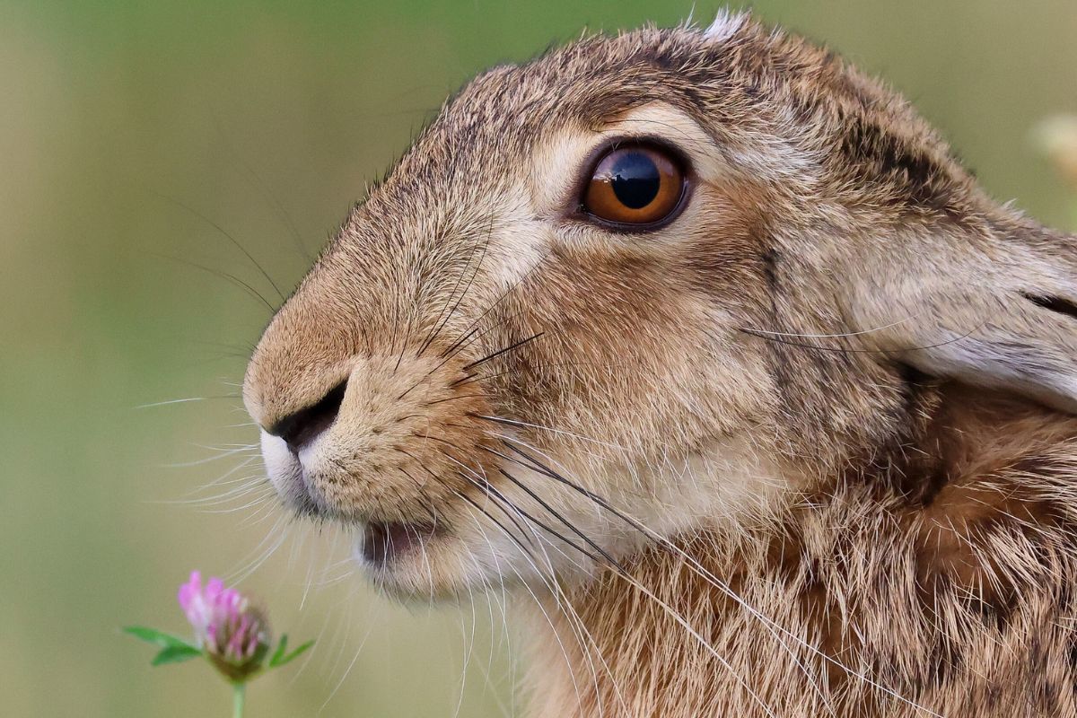 Feldhase (Lepus europaeus), (c) Nadine Röhnert/NABU-naturgucker.de