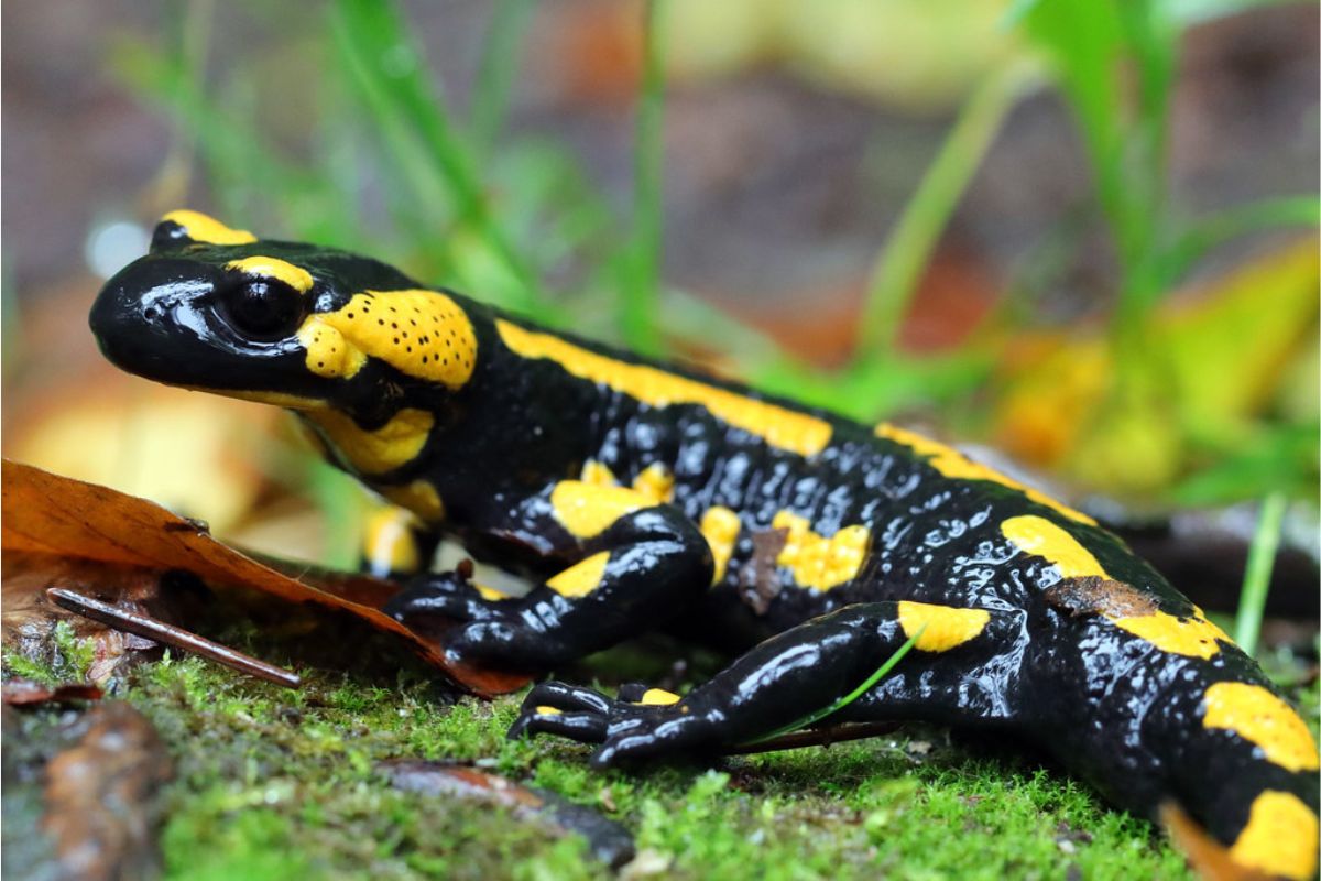 Feuersalamander (Salamandra salamandra), (c) Jens Winter/NABU-naturgucker.de