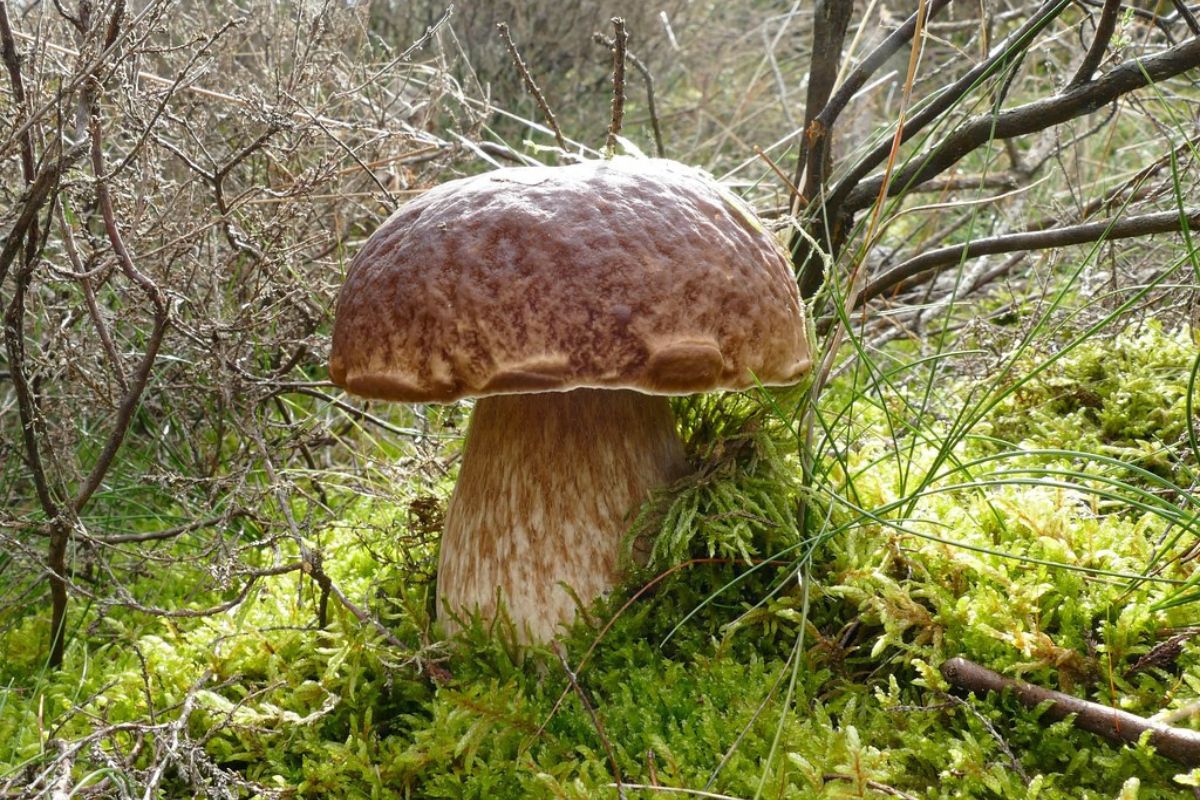 Fichtensteinpilz (Boletus edulis), (c) Maike Sprengel-Krause/NABU-naturgucker.de