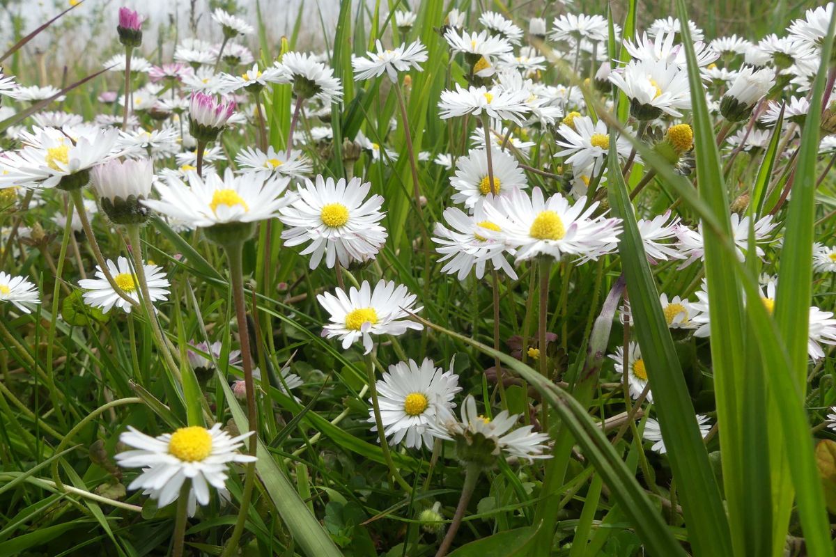 Gänseblümchen (Bellis perennis), (c) Albrecht Baumert/NABU-naturgucker.de