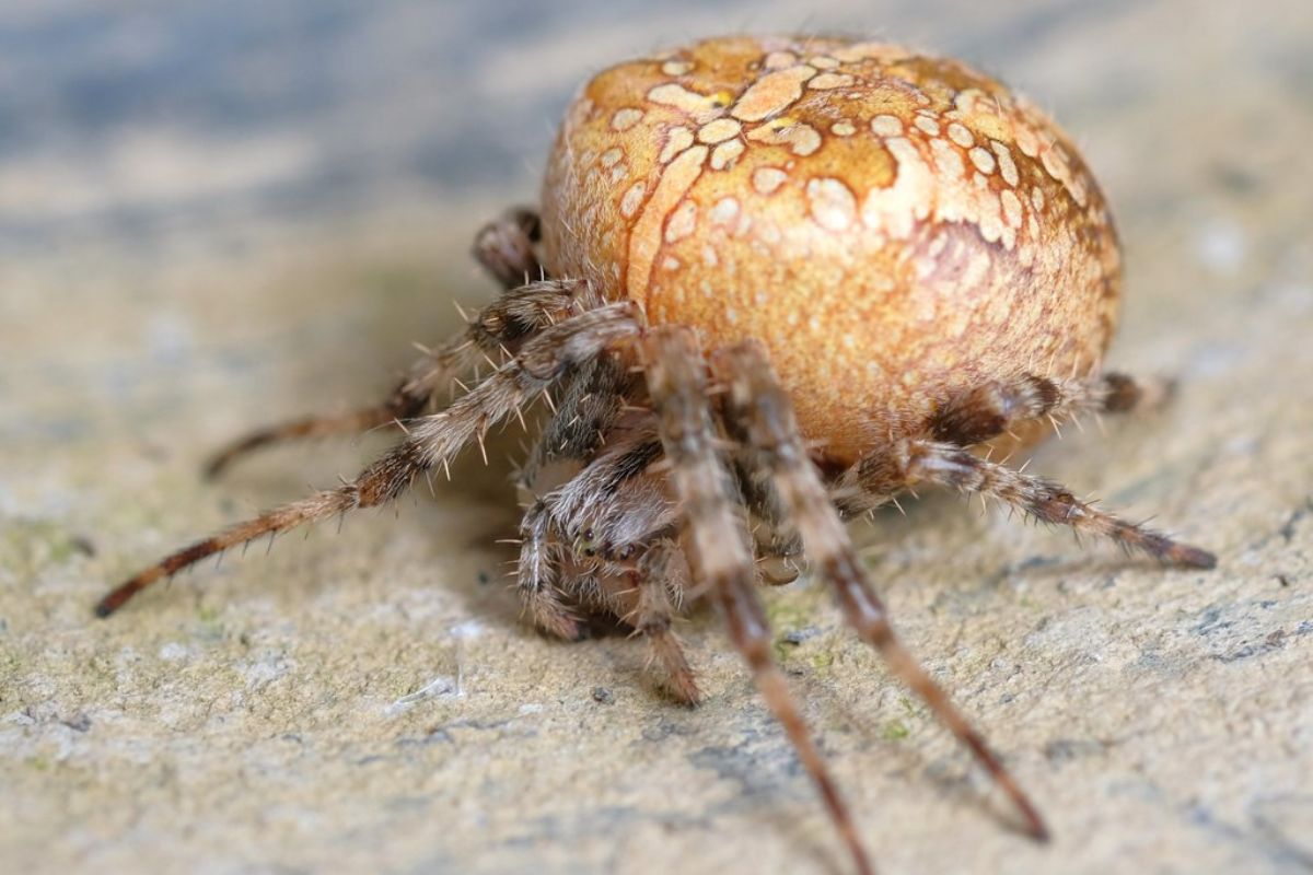 Gartenkreuzspinne (Araneus diadematus), (c) Margit Springer/NABU-naturgucker.de