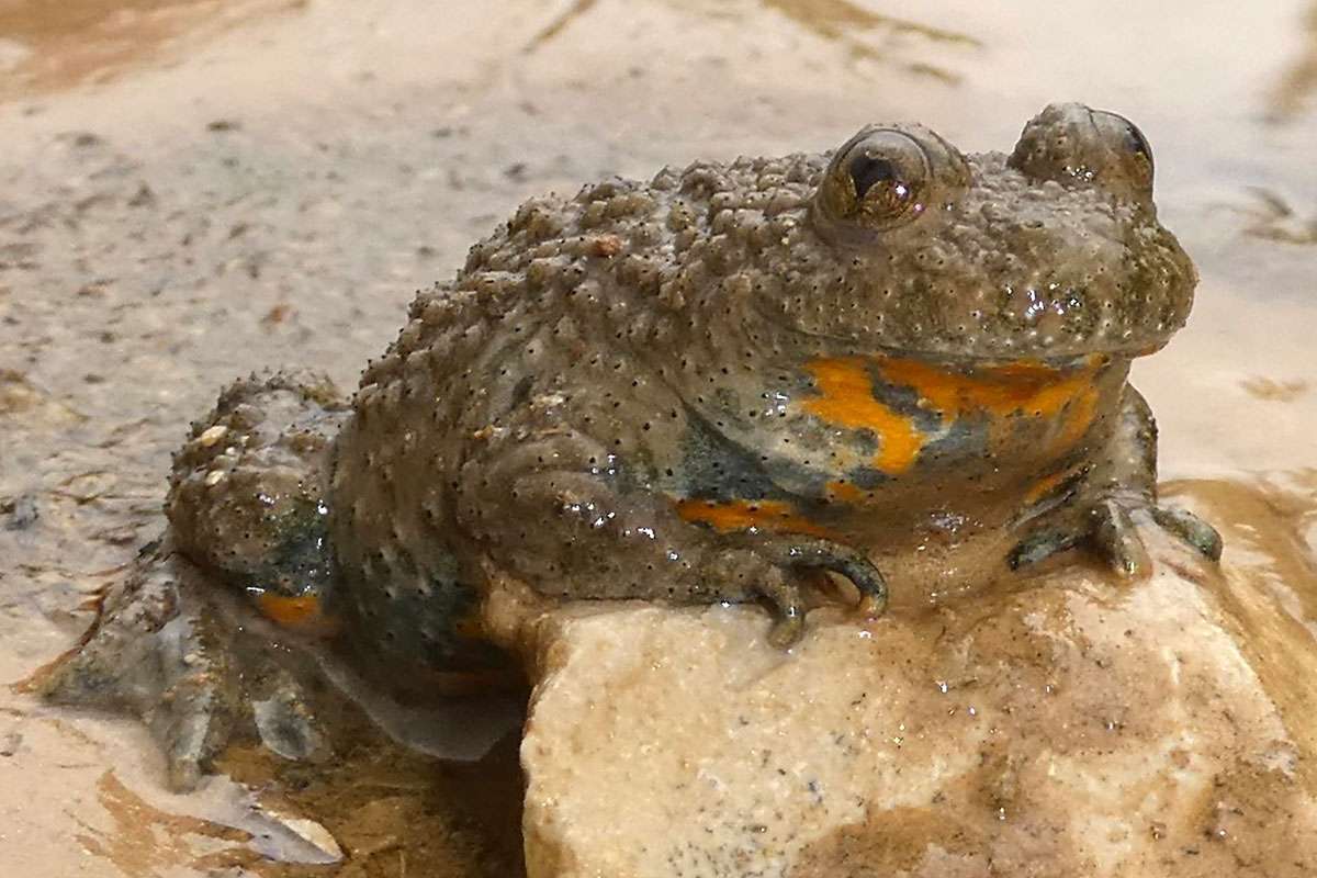 Gelbbauchunke (Bombina variegata), (c) Hans Prün/NABU-naturgucker.de