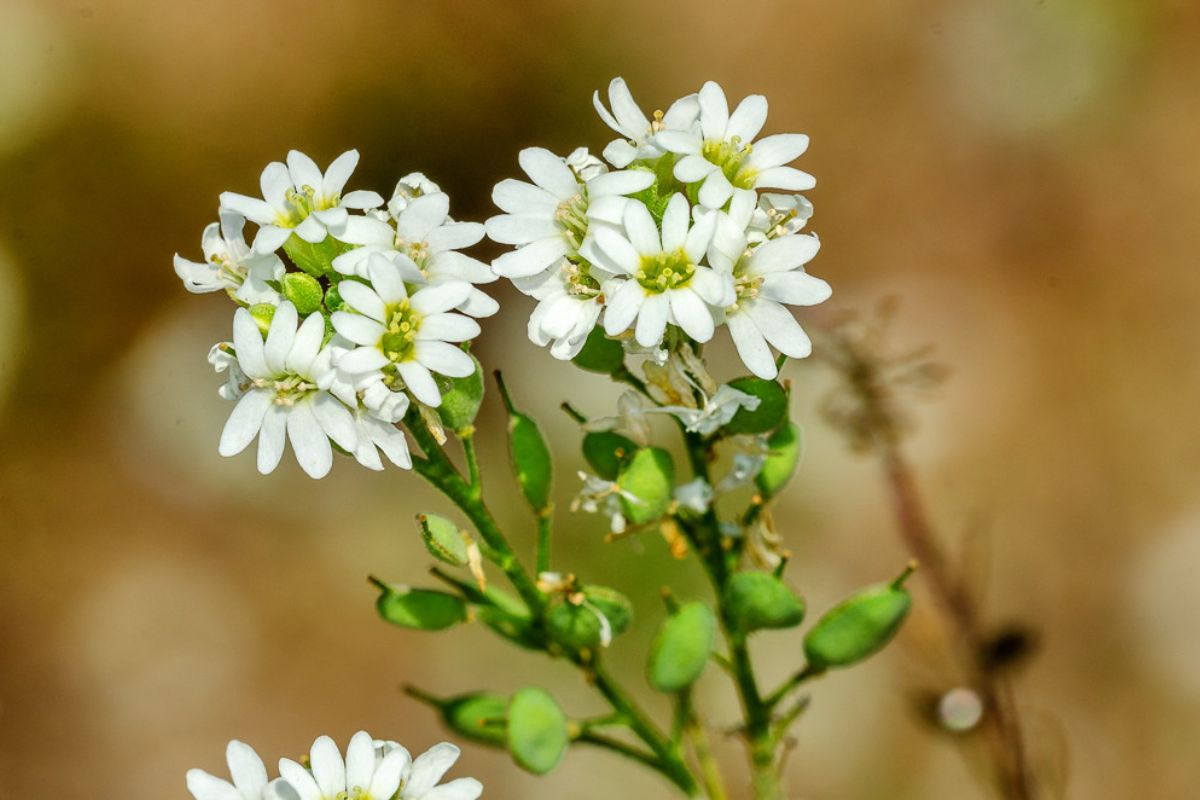 Gewöhnliche Graukresse (Berteroa incana), (c) Wolfgang Piepers/NABU-naturgucker.de