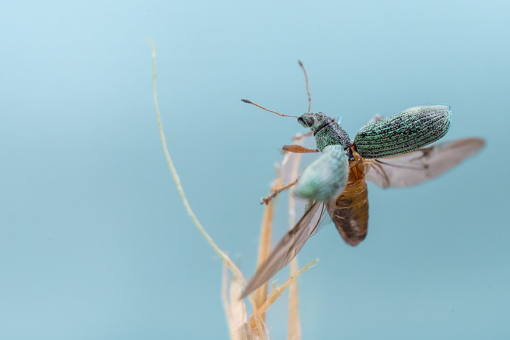 Glanzrüssler (Polydrusus indet.), (c) Andreas Huck/NABU-naturgucker.de