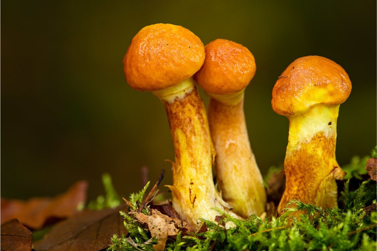 Gold-Röhrling (Suillus grevillei), (c) Winfried Rusch/NABU-naturgucker.de