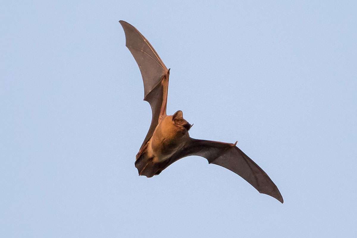 Großer Abendsegler (Nyctalus noctula), (c) Andreas Stern/NABU-naturgucker.de