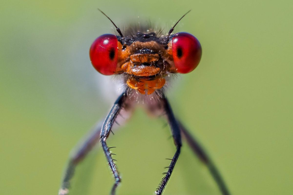 Großes Granatauge (Erythromma najas), (c) Istvan und Sabine Palfi/NABU-naturgucker.de