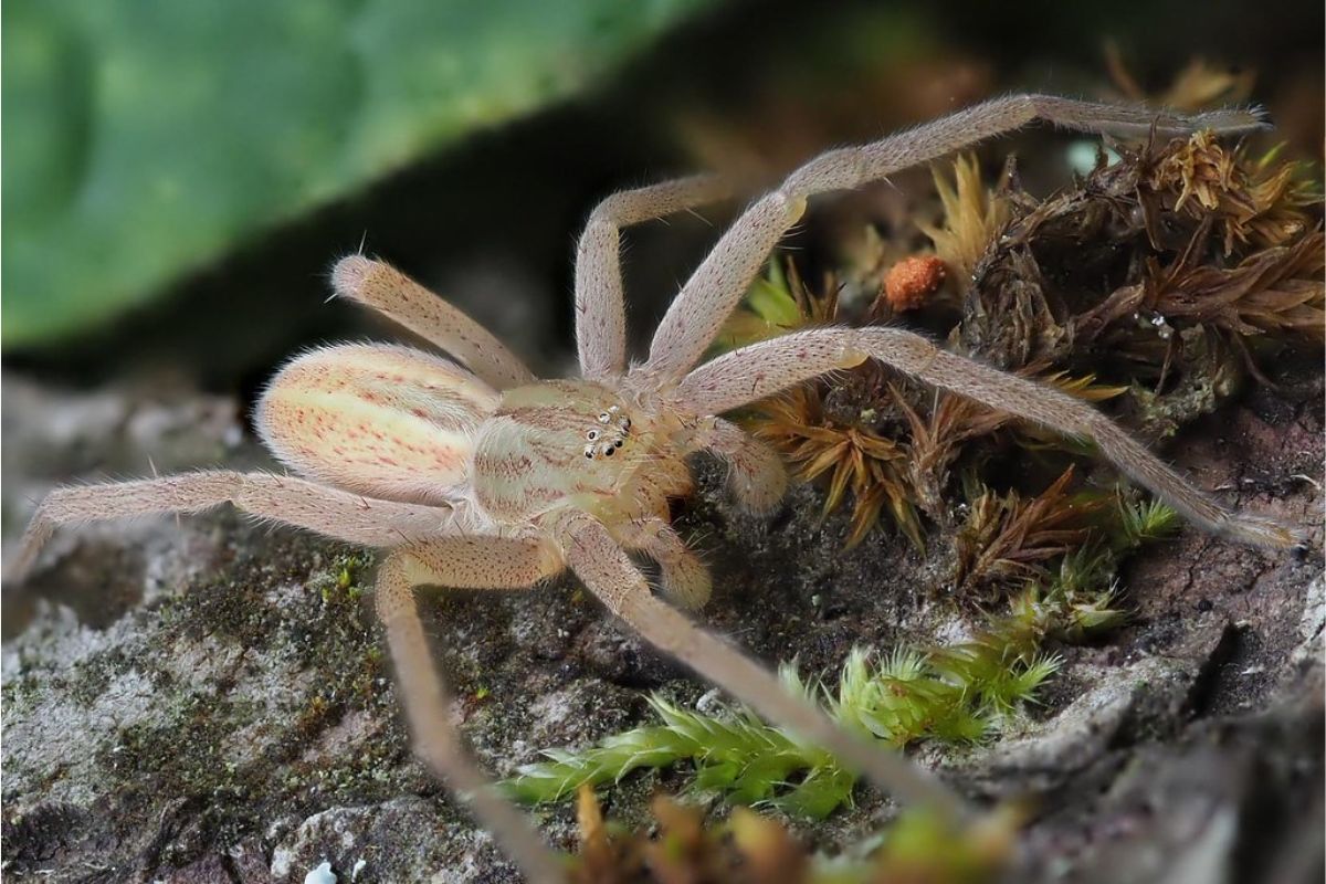 Grüne Huschspinne (Micrommata virescens), (c) Jörg Sedl/NABU-naturgucker.de