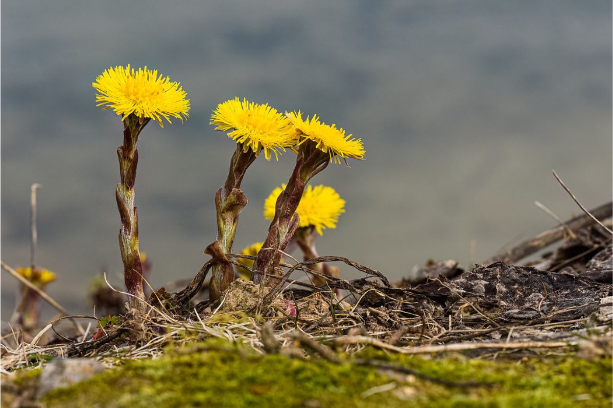 Huflattich (Tussilago farfara), (c) Patrick Helpap/NABU-naturgucker.de