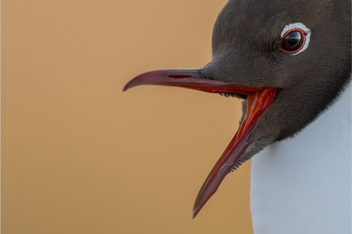 Lachmöwe (Larus ridibundus), (c) Ronny Schuster/NABU-naturgucker.de