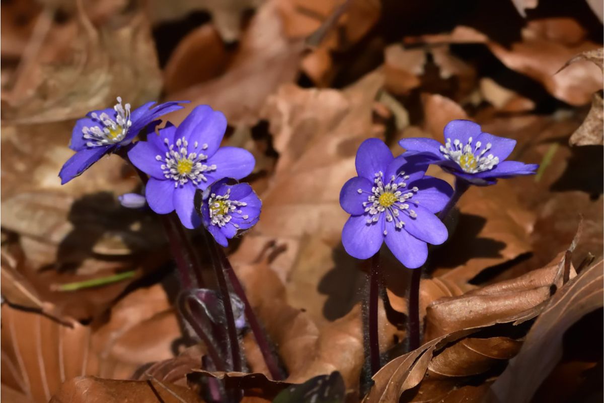 Leberblümchen (Hepatica nobilis), (c) Franziska Steinke/NABU-naturgucker.de