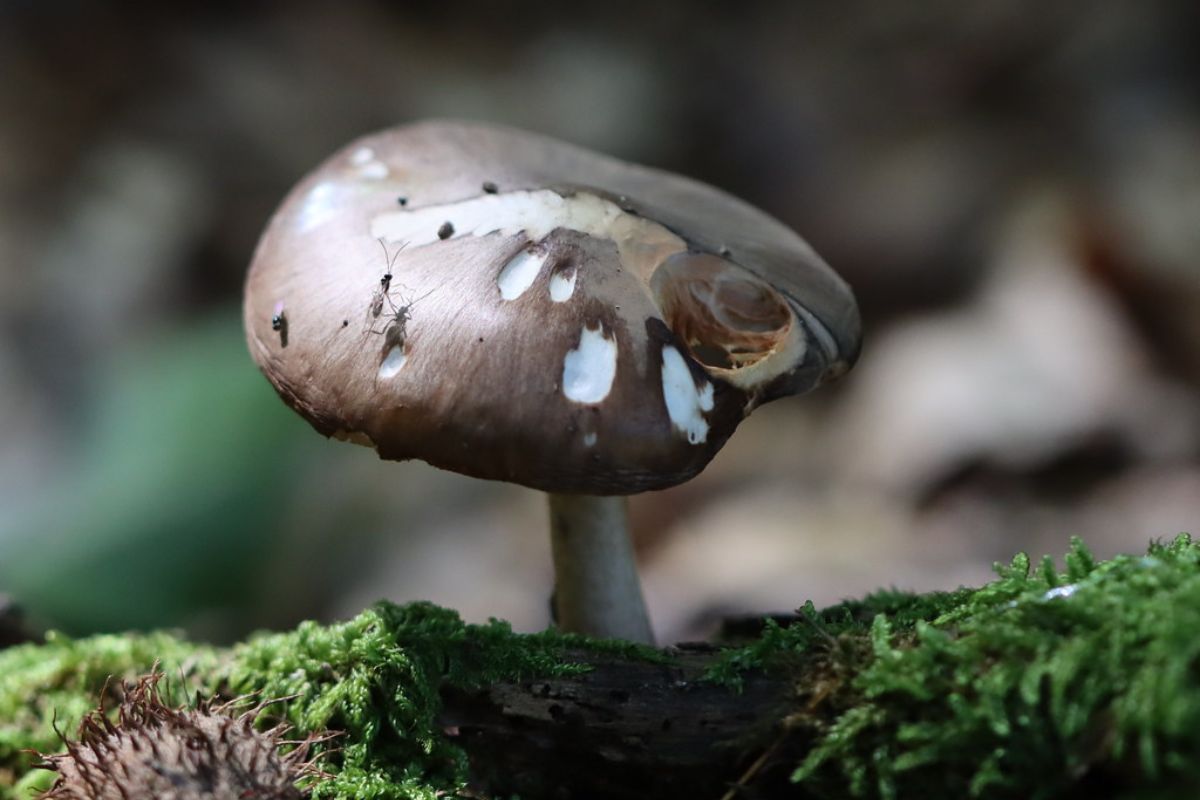 Rehbrauner Dachpilz (Pluteus cervinus), (c) Reinhard Naumann/NABU-naturgucker.de