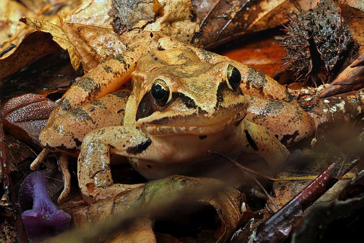 Springfrosch (Rana dalmatina), (c) Alfredo Ramos/NABU-naturgucker.de