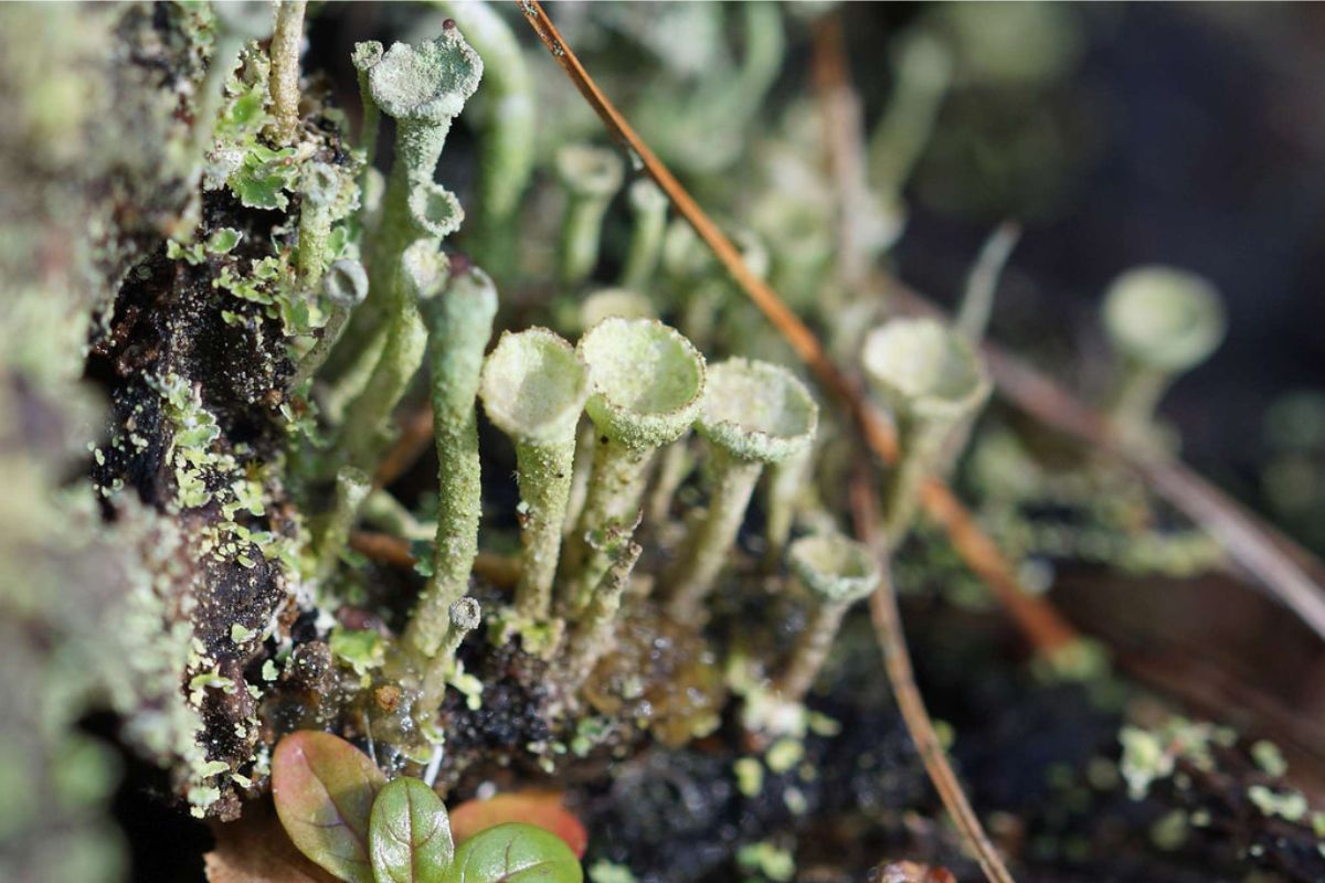 Trompeten-Becherflechte (Cladonia fimbriata), (c) Gaby Schulemann-Maier/NABU-naturgucker.de