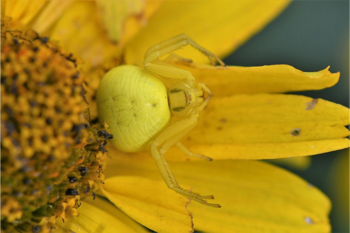 Veränderliche Krabbenspinne (Misumena vatia), (c) Rolf Jantz/NABU-naturgucker.de