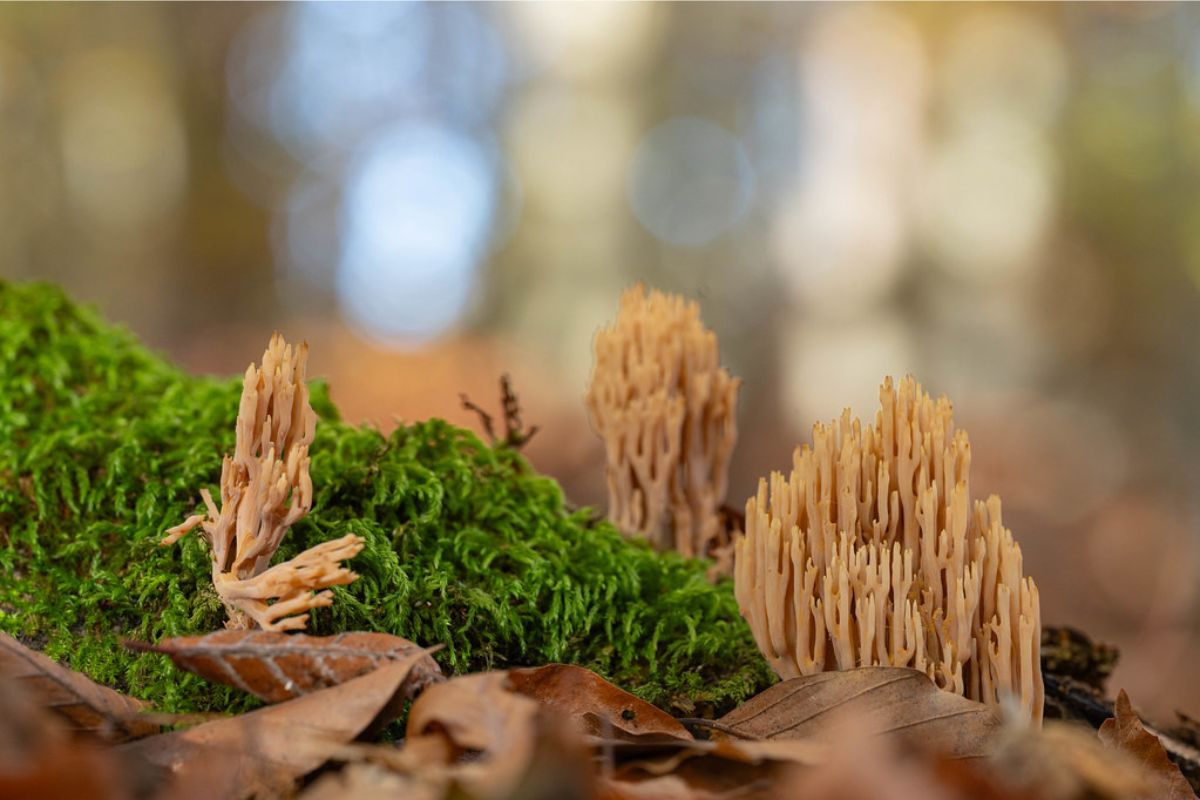 Verzweigte Becherkoralle (Artomyces pyxidatus), (c) Ulrich Sach/NABU-naturgucker.de