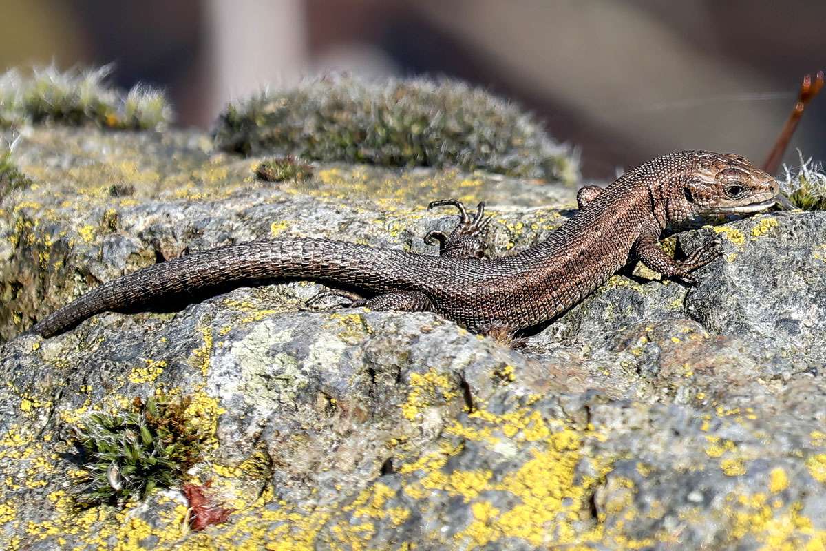 Waldeidechse (Zootoca vivipara), (c) Istvan und Sabine Palfi/NABU-naturgucker.de