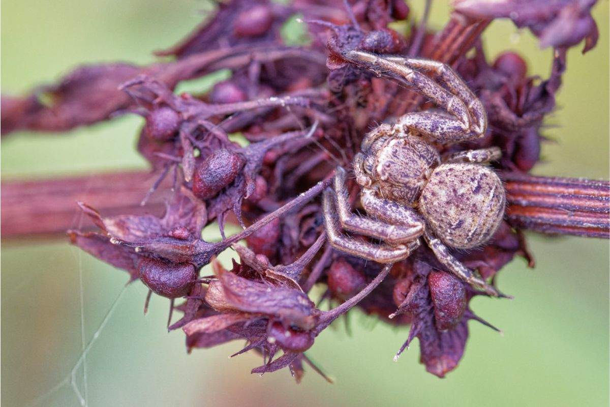 Xysticus sp., (c) Ruth und Markus Peter-Rink/NABU-naturgucker.de