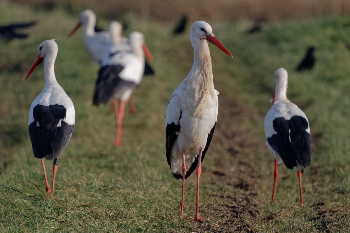 Weißstorch (Ciconia ciconia), (c) Frank Philip Gröhl/NABU-naturgucker.de