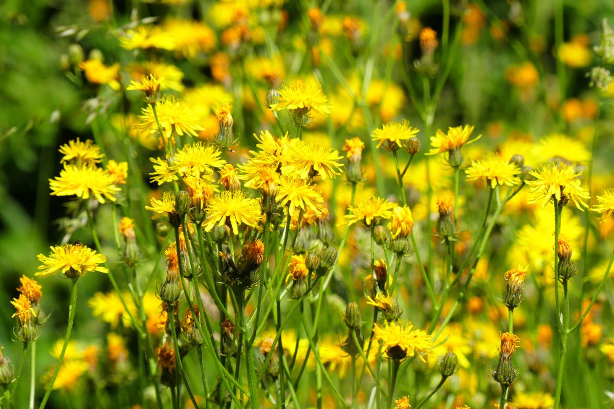 Wiesen-Pippau (Crepis biennis), (c) Gudrun Treiber/NABU-naturgucker.de