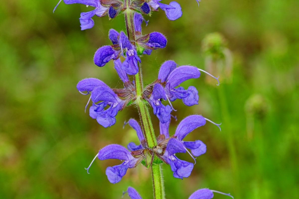 Wiesen-Salbei (Salvia pratensis), (c) Wolfgang Piepers/NABU-naturgucker.de