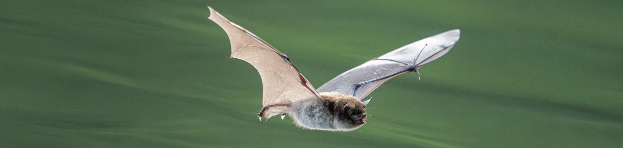 Wasserfledermaus, (c) Ronny Schuster/NABU-naturgucker.de