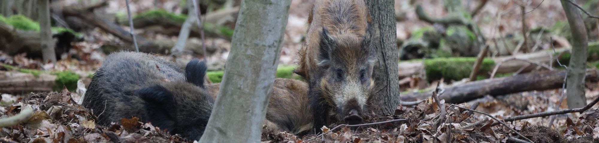 Wildschwein, (c) Melanie Wiedemann/NABU-naturgucker.de