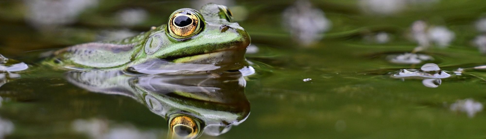 Teichfrosch, (c) Dagmar Lehwalter/NABU-naturgucker.de