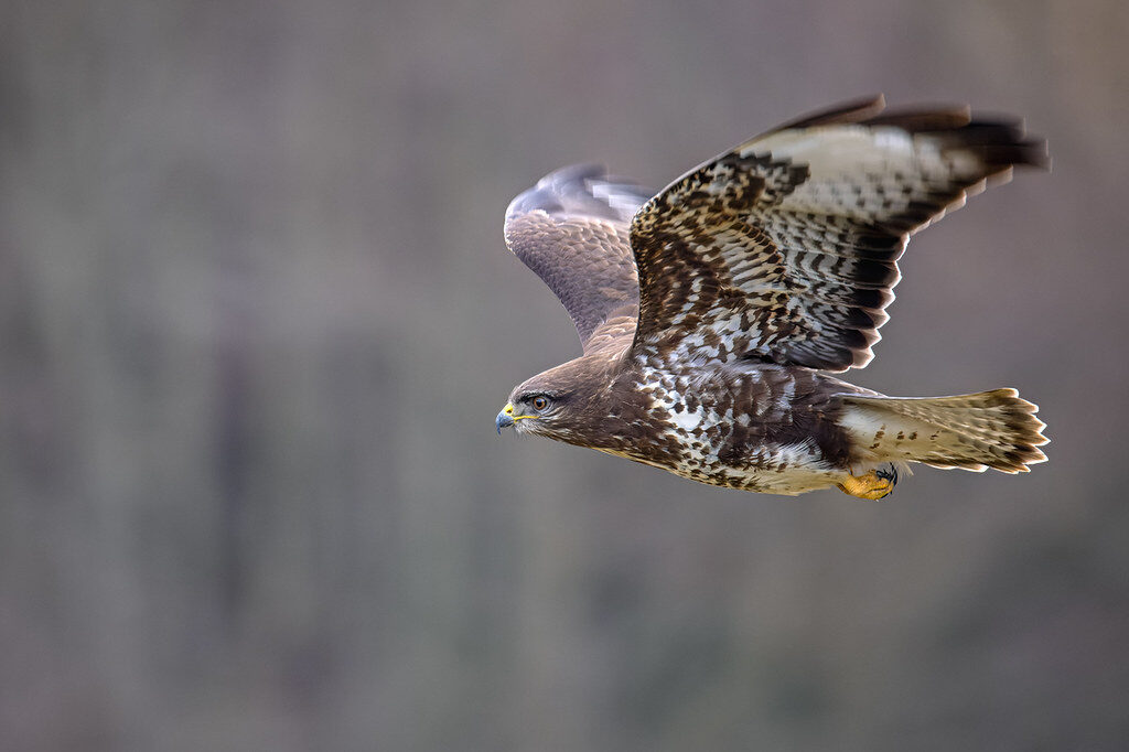 Mäusebussard (Buteo buteo), (c) Rainer Ambruster/NABU-naturgucker.de