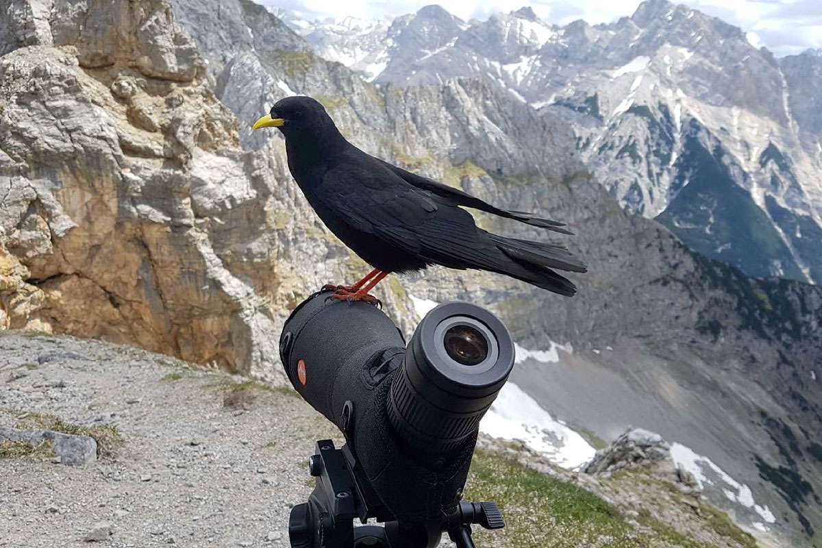 Alpendohle (Pyrrhocorax graculus), (c) Yvonne Christ/NABU-naturgucker.de