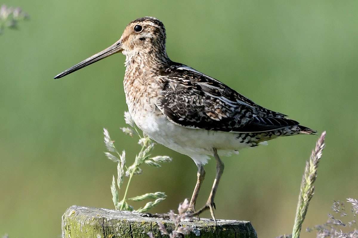 Bekassine (Gallinago gallinago), (c) Ralph Bergs/NABU-naturgucker.de