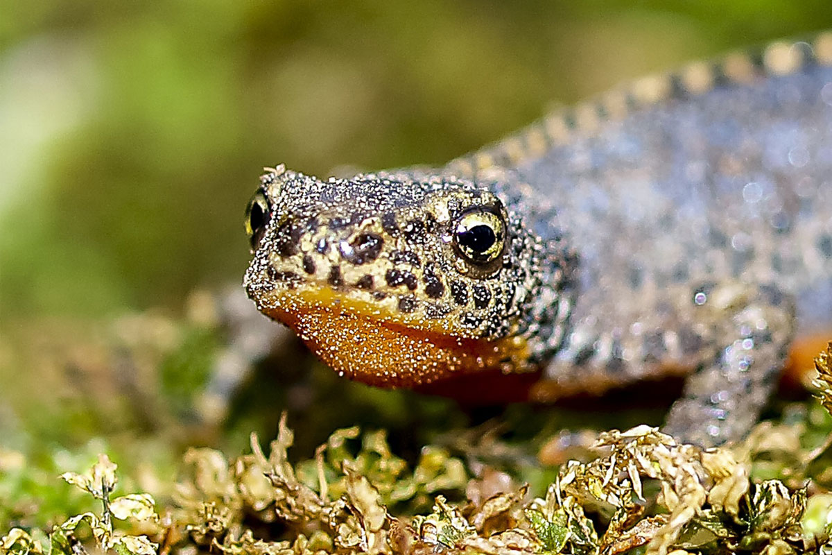 Bergmolch (Ichthyosaura alpestris), (c) Kathy Büscher/Pixabay