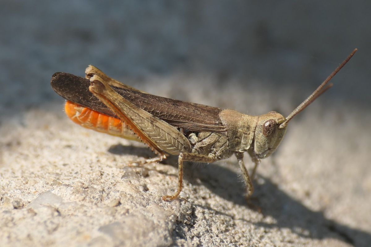 Brauner Grashüpfer (Chorthippus brunneus), (c) Benjamin Franke/NABU-naturgucker.de