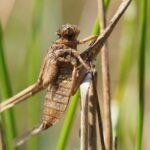 Exuvie aus der Familie der Segellibellen (Libellulidae), (c) VNP Stiftung Naturschutzpark