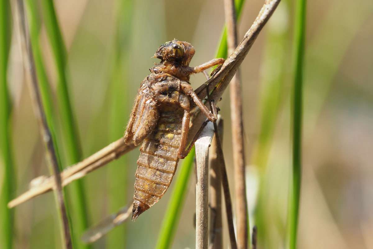 Exuvie aus der Familie der Segellibellen (Libellulidae), (c) VNP Stiftung Naturschutzpark