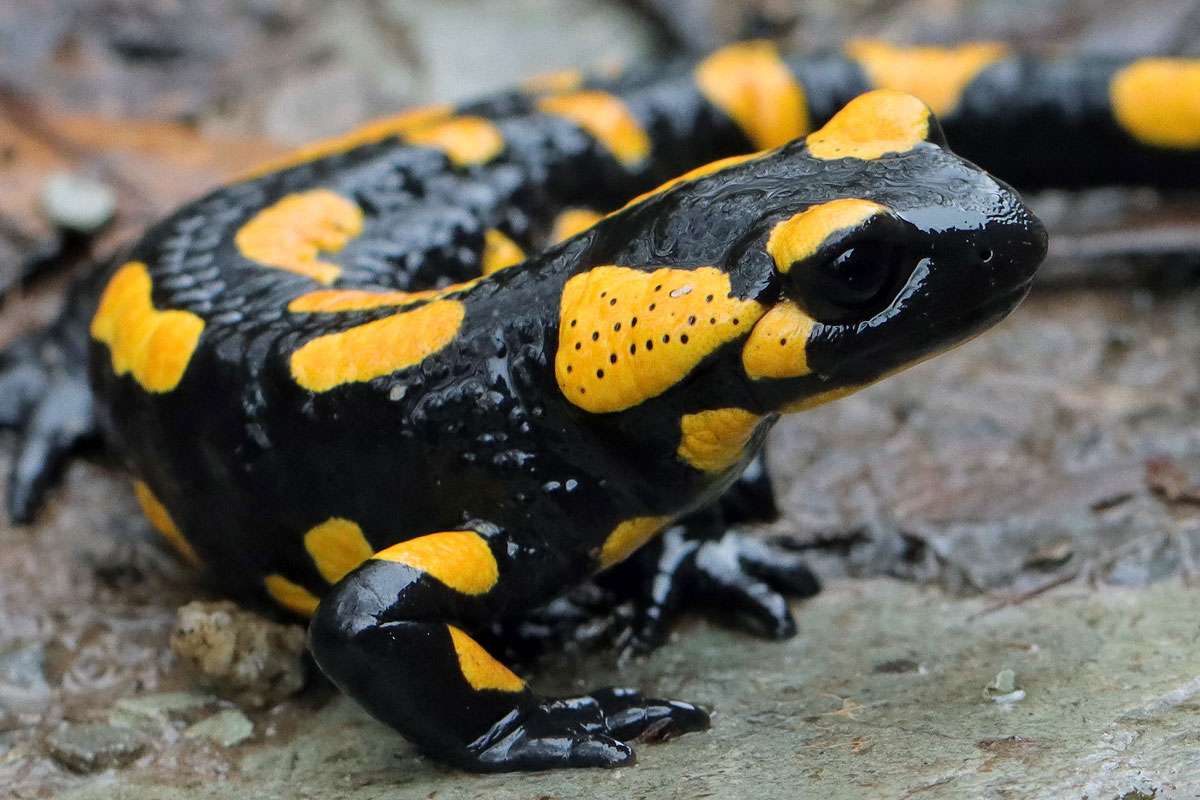 Feuersalamander (Salamandra salamandra), (c) Jens Winter/NABU-naturgucker.de