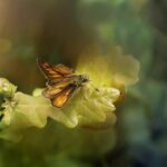 Rostfarbiger Dickkopffalter (Ochlodes sylvanus), (c) Gabriela Piwowarska/Pixabay