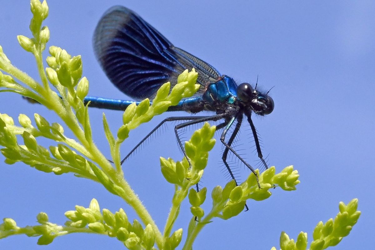 Gebänderte Prachtlibelle (Calopteryx splendens), (c) Hans Schwarting /NABU-naturgucker.de