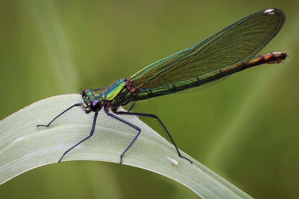 Gebänderte Prachtlibelle (Calopteryx splendens), (c) Istvan und Sabine Palfi/NABU-naturgucker.de