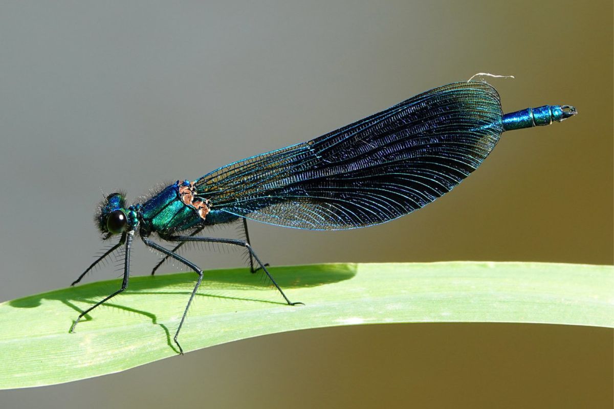 Gebänderte Prachtlibelle (Calopteryx splendens), (c) Jens Winter/NABU-naturgucker.de