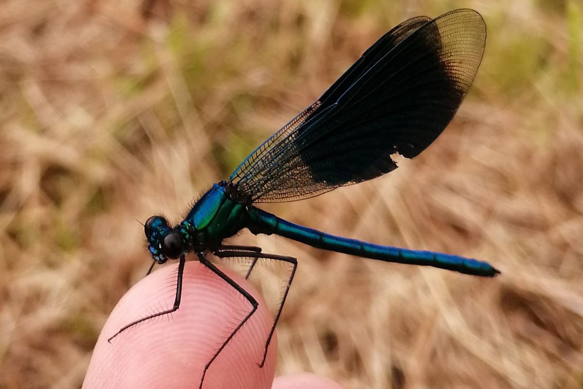 Gebänderte Prachtlibelle Männchen (Calopteryx splendens), (c) BUND/Jakob Kalus