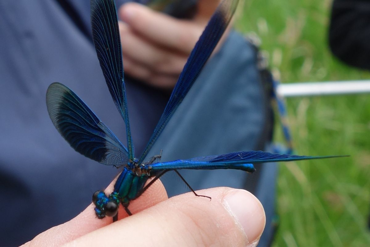 Gebänderte Prachtlibelle Männchen (Calopteryx splendens), (c) BUND/Wulf Carius